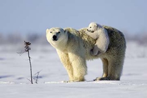 Watching this polar bear cub cling to mom like velcro was a moment in time I won't forget. Now I look at the picture and can't help but think of the Polar Bear's plight to "Hang On".